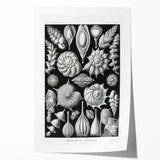 Scientific Nature Wall Art - Intricate Marine Microorganism Illustration