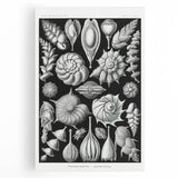 Scientific Nature Wall Art - Intricate Marine Microorganism Illustration
