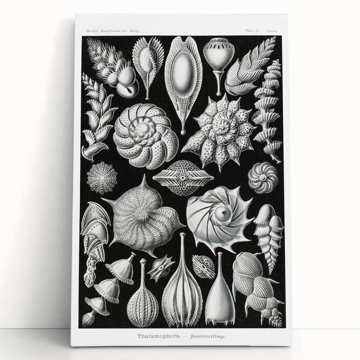 Scientific Nature Wall Art - Intricate Marine Microorganism Illustration