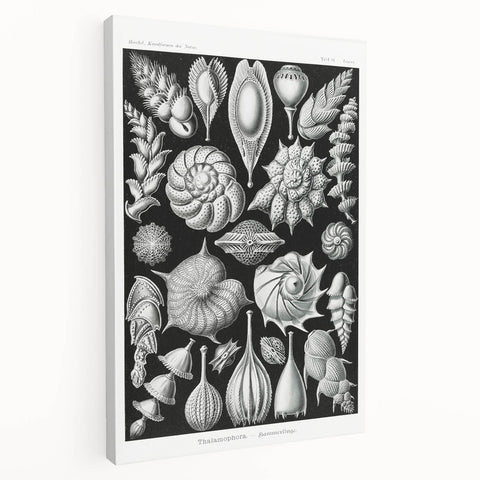 Scientific Nature Wall Art - Intricate Marine Microorganism Illustration