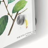 Neoclassical Art Print: Eared Willow by Redouté - Botanical Wall Art