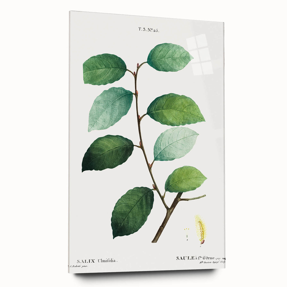 Neoclassical Art Print: Eared Willow by Redouté - Botanical Wall Art