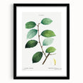 Neoclassical Art Print: Eared Willow by Redouté - Botanical Wall Art