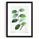 Neoclassical Art Print: Eared Willow by Redouté - Botanical Wall Art