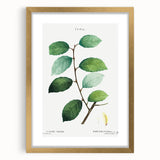 Neoclassical Art Print: Eared Willow by Redouté - Botanical Wall Art