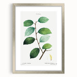Neoclassical Art Print: Eared Willow by Redouté - Botanical Wall Art