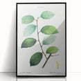 Neoclassical Art Print: Eared Willow by Redouté - Botanical Wall Art