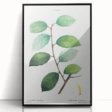 Neoclassical Art Print: Eared Willow by Redouté - Botanical Wall Art
