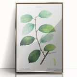 Neoclassical Art Print: Eared Willow by Redouté - Botanical Wall Art