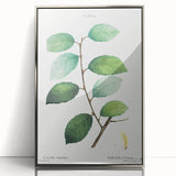 Neoclassical Art Print: Eared Willow by Redouté - Botanical Wall Art