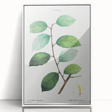 Neoclassical Art Print: Eared Willow by Redouté - Botanical Wall Art