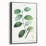 Neoclassical Art Print: Eared Willow by Redouté - Botanical Wall Art