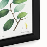 Neoclassical Art Print: Eared Willow by Redouté - Botanical Wall Art