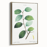 Neoclassical Art Print: Eared Willow by Redouté - Botanical Wall Art