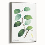 Neoclassical Art Print: Eared Willow by Redouté - Botanical Wall Art