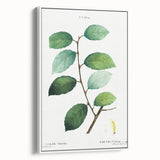 Neoclassical Art Print: Eared Willow by Redouté - Botanical Wall Art