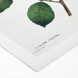 Neoclassical Art Print: Eared Willow by Redouté - Botanical Wall Art