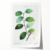 Neoclassical Art Print: Eared Willow by Redouté - Botanical Wall Art