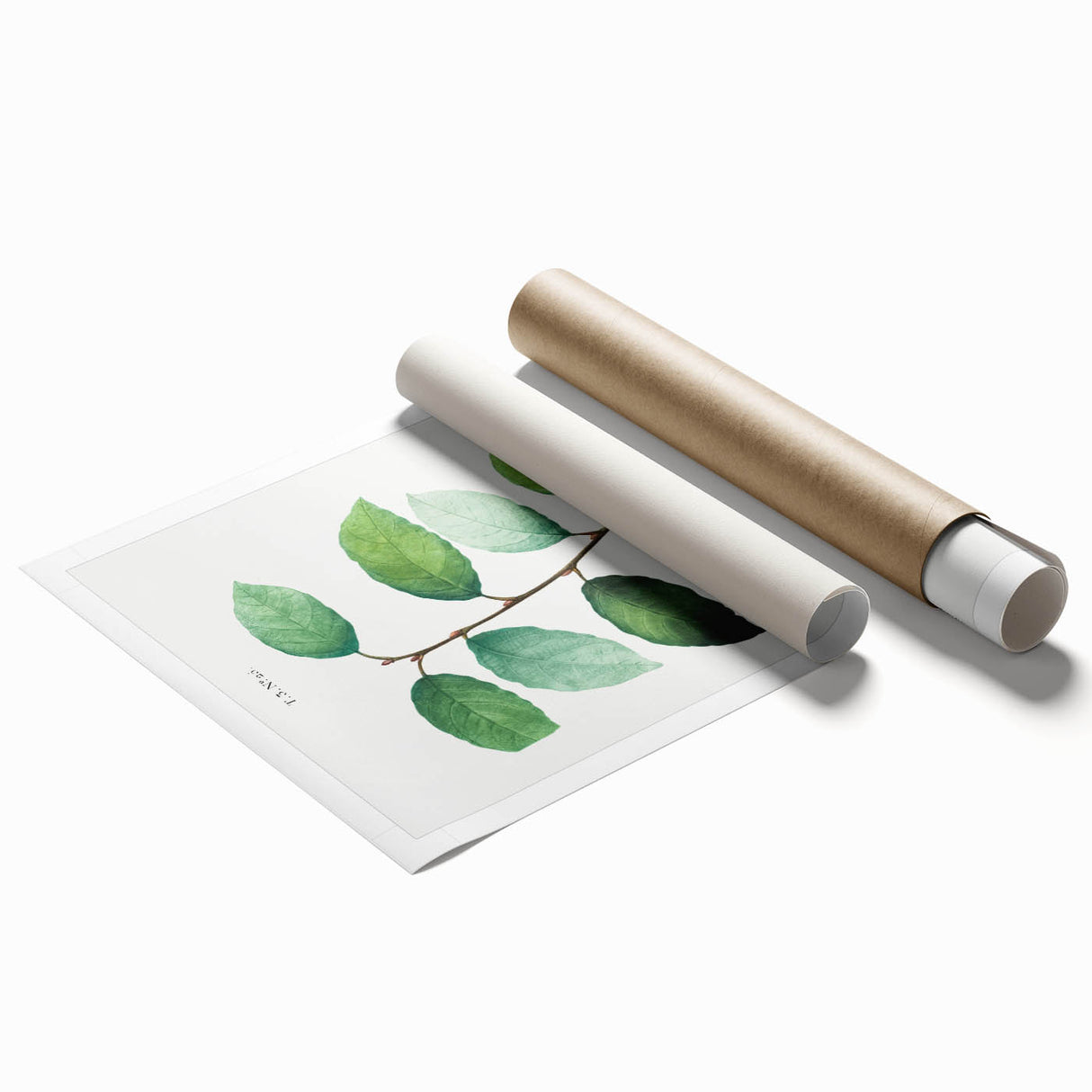 Neoclassical Art Print: Eared Willow by Redouté - Botanical Wall Art