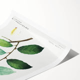 Neoclassical Art Print: Eared Willow by Redouté - Botanical Wall Art