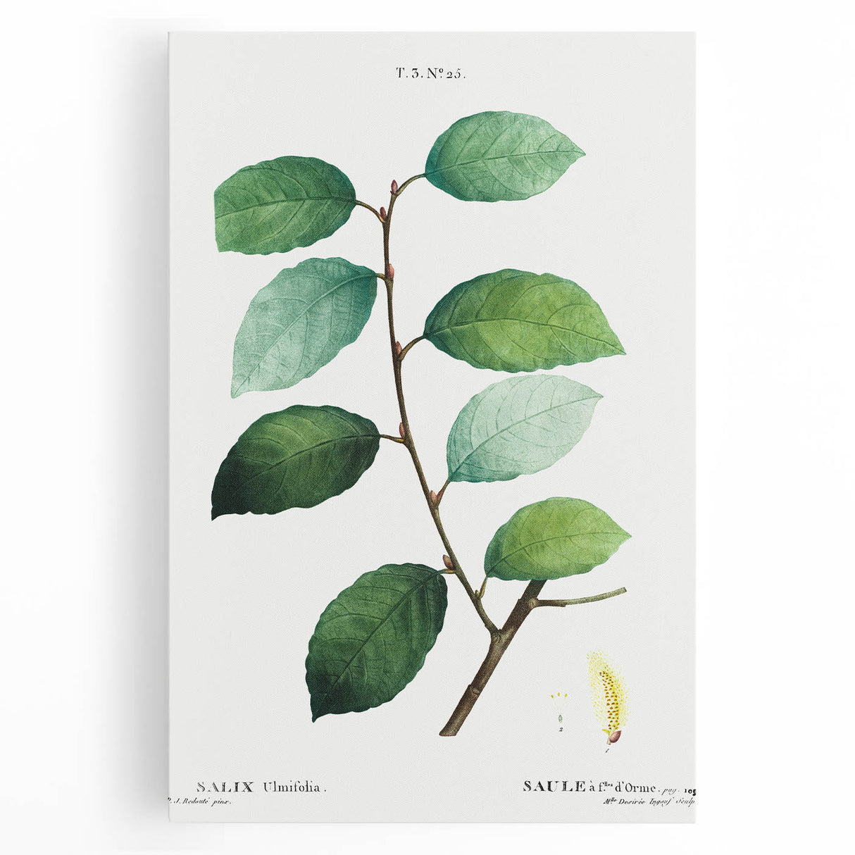 Neoclassical Art Print: Eared Willow by Redouté - Botanical Wall Art