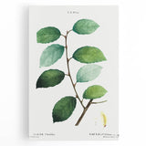 Neoclassical Art Print: Eared Willow by Redouté - Botanical Wall Art