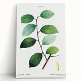 Neoclassical Art Print: Eared Willow by Redouté - Botanical Wall Art