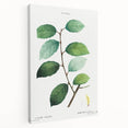 Neoclassical Art Print: Eared Willow by Redouté - Botanical Wall Art