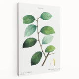 Neoclassical Art Print: Eared Willow by Redouté - Botanical Wall Art