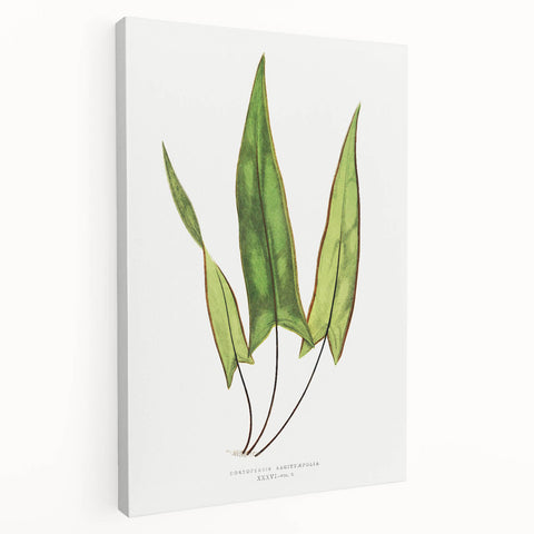 Detailed Art Realism - Doryopteris Sagittaefolia Fern Illustration Print