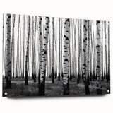 Acrylic print of a Colorado Aspen landscape in autumn hues, ideal for dining room decor.