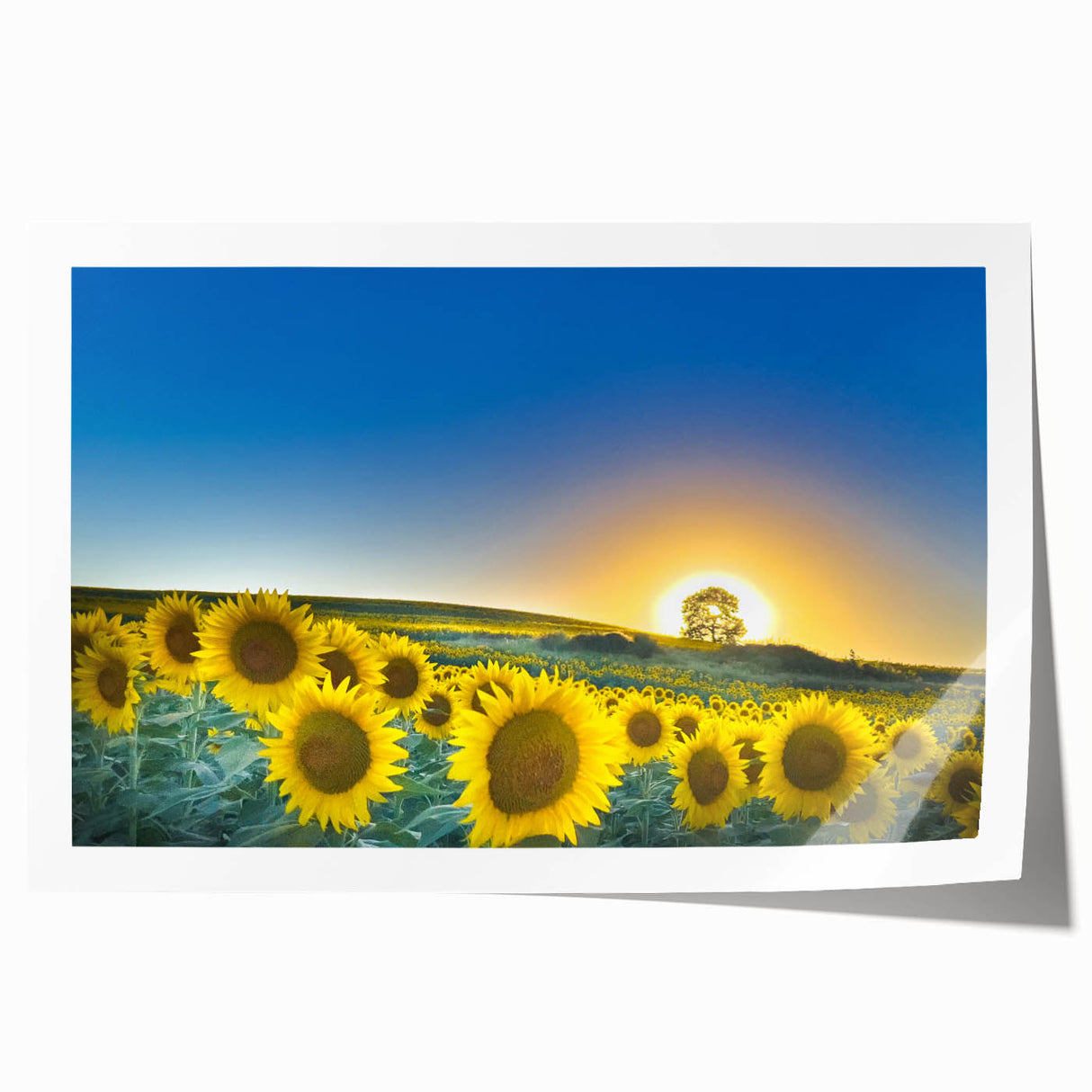 Extra large rolled print of Kansas scenery with vibrant floral elements, ideal for art wall dining room.