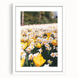 Abstract art print featuring swirling spring motifs in pastel shades, framed with a white mat, ideal for dining room decor.