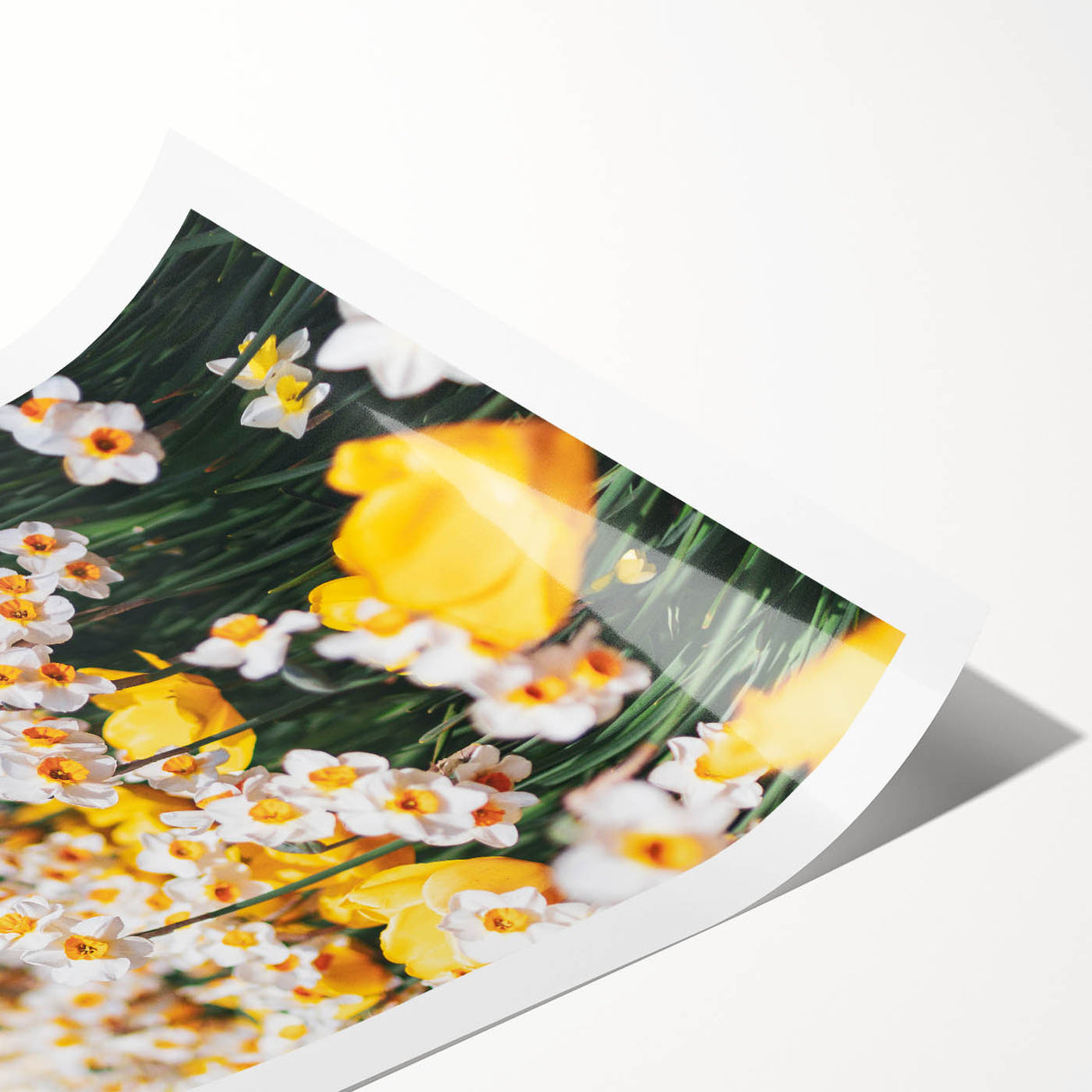Extra large wall art featuring line art flowers in black on white, rolled print format.