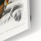 Romanticism Art: Eastern Imperial Eagle Illustration