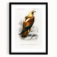 Romanticism Art: Eastern Imperial Eagle Illustration