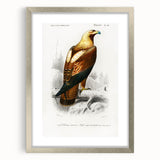 Romanticism Art: Eastern Imperial Eagle Illustration