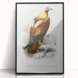 Romanticism Art: Eastern Imperial Eagle Illustration