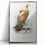 Romanticism Art: Eastern Imperial Eagle Illustration