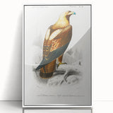 Romanticism Art: Eastern Imperial Eagle Illustration