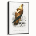 Romanticism Art: Eastern Imperial Eagle Illustration