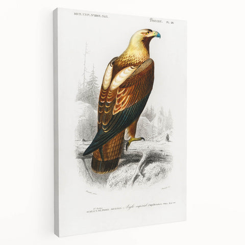 Romanticism Art: Eastern Imperial Eagle Illustration