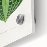 Romanticism Art: Dichorisandra Undata Botanical Illustration