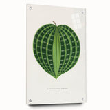 Romanticism Art: Dichorisandra Undata Botanical Illustration