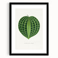 Romanticism Art: Dichorisandra Undata Botanical Illustration