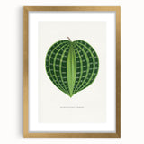 Romanticism Art: Dichorisandra Undata Botanical Illustration