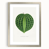 Romanticism Art: Dichorisandra Undata Botanical Illustration