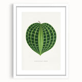 Romanticism Art: Dichorisandra Undata Botanical Illustration