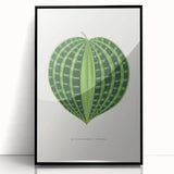 Romanticism Art: Dichorisandra Undata Botanical Illustration