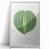 Romanticism Art: Dichorisandra Undata Botanical Illustration